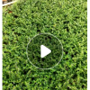 供應(yīng)小苗滿天星綠化苗木農(nóng)戶自家花場(chǎng)一手貨源直銷寵物及園藝園林