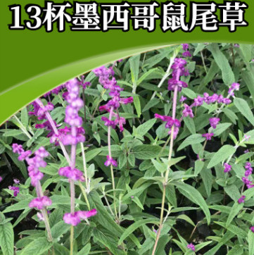 13杯墨西哥鼠尾草 芳香花卉香草陽(yáng)臺(tái)庭院可用 花海景觀花種鼠尾草