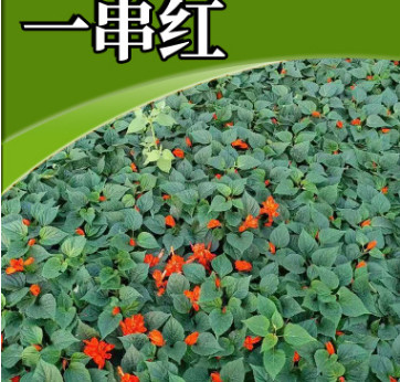 一串紅苗批發(fā) 地被草花 新品種一串紅苗可盆栽花草小苗量大從優(yōu)