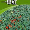 一串紅苗批發(fā) 地被草花 新品種一串紅苗可盆栽花草小苗量大從優(yōu)