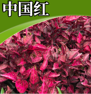 家庭園藝觀花綠化護(hù)坡苗木 綠化觀賞花卉 時(shí)令花卉中國(guó)紅批發(fā)