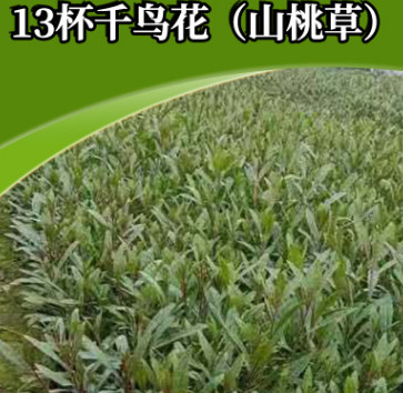 花海宿根花卉 苗圃直銷千鳥(niǎo)花山桃花小苗 花海綠化宿根花卉批發(fā)