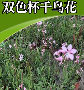 花海宿根花卉 苗圃直銷雙色杯千鳥(niǎo)花小苗 花海綠化宿根花卉