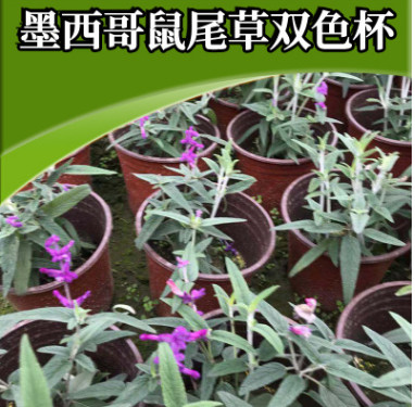 花海景觀花種鼠尾草 廠家直銷花卉香草庭院 墨西哥鼠尾草雙色杯