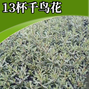 苗圃直銷千鳥(niǎo)花 廠家熱銷花海宿根小苗綠化花卉 批發(fā)千鳥(niǎo)花苗木