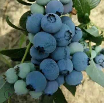 【藍莓苗批發】1-3年藍豐 都克 公爵 萊克西 哪里有賣 藍莓苗價格