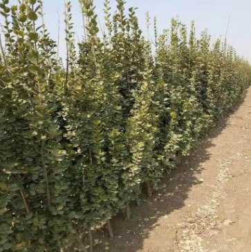 批發大量北海道黃楊苗 現挖現賣 山東北海道黃楊苗價格 價格便宜