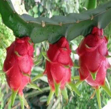 基地批發 紅皮紅肉 臺灣大紅 京都1號 紅心火龍果苗 易成活價格低