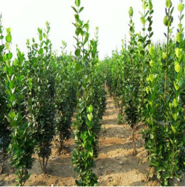 供應 北海道黃楊 高度50-100公分 植株健壯 成活率高 易管理