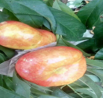 基地批發 黃金蜜三號 錦繡黃桃 黃油盤桃 優質嫁接桃樹成苗