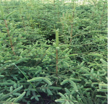 哪里有賣 云杉樹苗 規格齊全 云杉樹苗價格多少 發貨及時