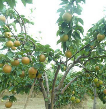 產地貨源批發早酥紅梨梨樹苗 豐產穩產秋月梨樹苗 玉露香梨樹苗