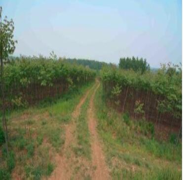 欒樹（3公分黃欒 7元/棵）