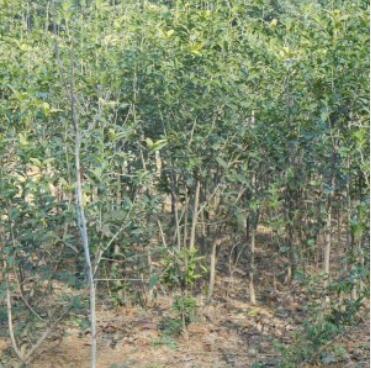 桂花（3-4公分地徑 柳葉蘇桂 騰地苗 12元/棵）