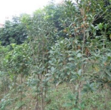 桂花（朱丹桂，2-3公分）