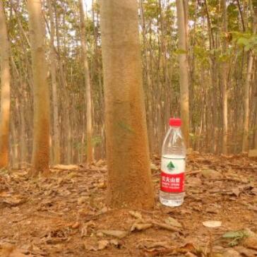 欒樹（3公分黃欒 9元/棵）