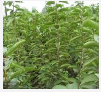 大金星山楂苗價格￥大金星山楂苗價格