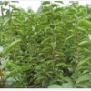 大金星山楂苗價格￥大金星山楂苗價格