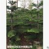低價(jià)供應(yīng)綠化苗木南洋杉農(nóng)戶自家花場(chǎng)直銷寵物及園藝園林