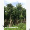 低價(jià)大量供應(yīng)大葉榕綠化苗木花木農(nóng)戶自家花場(chǎng)直銷型寵物及園藝林