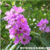 低價(jià)供應(yīng)綠化苗木大葉紫薇花木農(nóng)戶自家花場(chǎng)直銷寵物及園藝園林