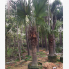 大量低價(jià)供應(yīng)綠化苗木蒲葵自家苗場(chǎng)種植銷售寵物及園藝園林