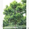 低價(jià)供應(yīng)綠化苗木水翁花木農(nóng)戶自家花場(chǎng)直銷寵物及園藝園林