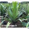 低價(jià)供應(yīng)綠化苗木紅刺露兜花木農(nóng)戶自家花場(chǎng)直銷寵物及園藝園林