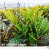 低價(jià)供應(yīng)園林批發(fā)各種綠化苗木變?nèi)~木寵物園藝盆景瘋狂促銷爆款