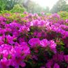 紫鵑