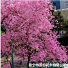 低價供應綠化苗木紅花風鈴花木農戶自家花場直銷寵物及園藝園林