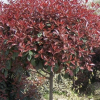 大量供應紅葉石楠球