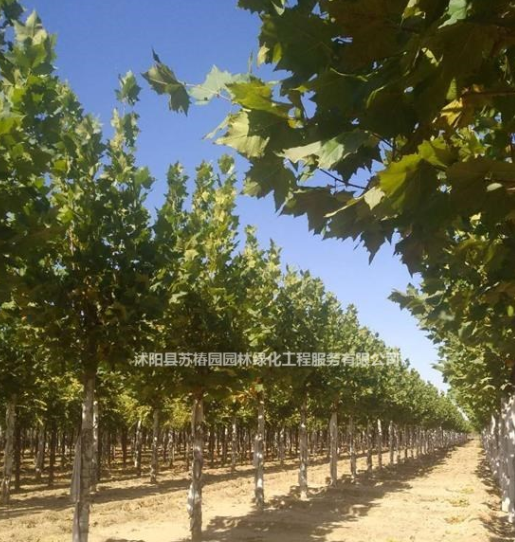 基地供應速生法桐價格_速生法桐產地_速生法桐綠化苗木