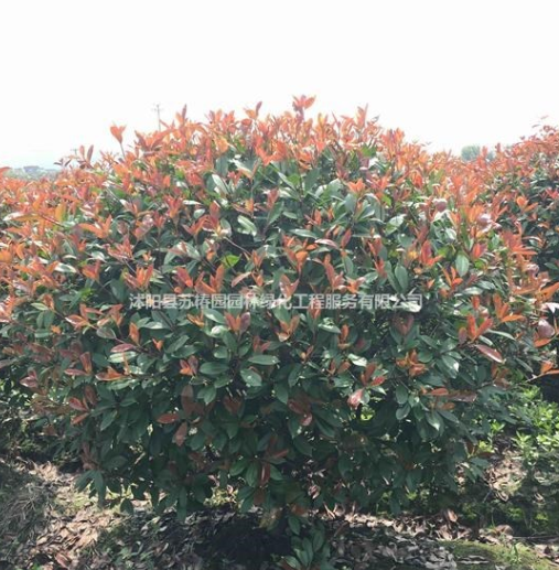 基地特價供應精品紅葉石楠球報價、紅葉石楠地苗杯苗綠化苗木