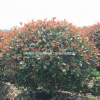 基地特價(jià)供應(yīng)精品紅葉石楠球報(bào)價(jià)、紅葉石楠地苗杯苗綠化苗木