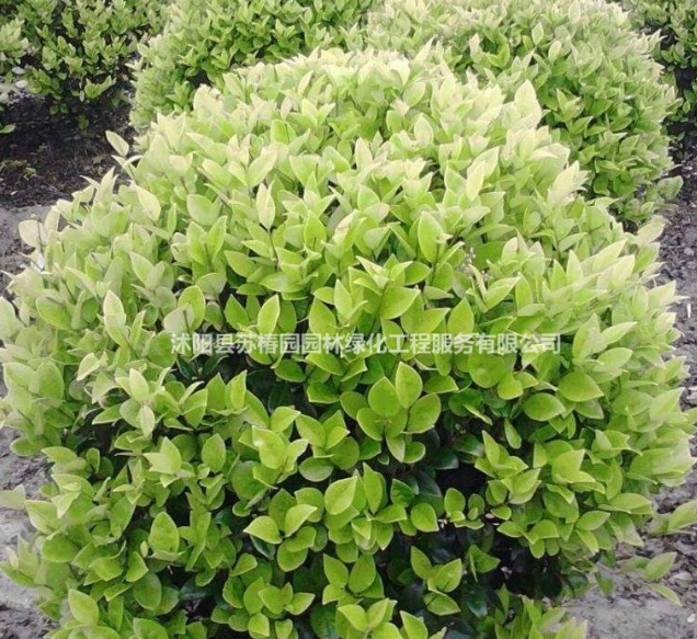 精品綠化用苗各種金葉女貞球、金森女貞球、小葉女貞球、