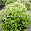 精品綠化用苗各種金葉女貞球、金森女貞球、小葉女貞球、
