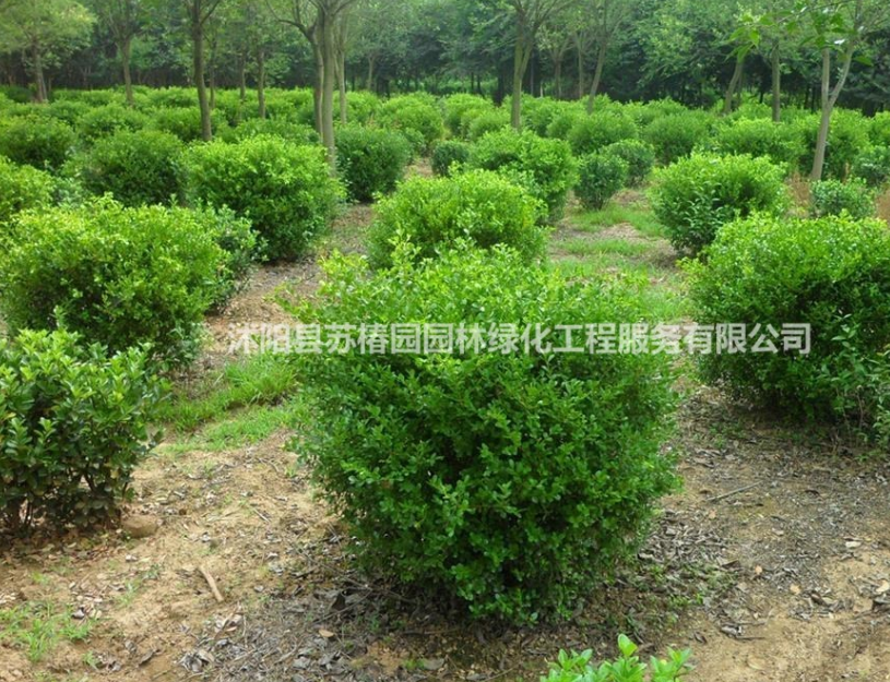 精品黃楊球大葉黃楊球金葉女貞大葉女貞北海道黃楊冬青球