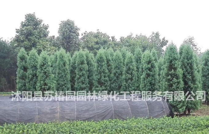 江蘇地區便宜蜀儈 檜柏 灑金柏 塔檜側柏 地柏 量大優惠