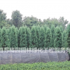 江蘇地區(qū)便宜蜀儈 檜柏 灑金柏 塔檜側(cè)柏 地柏 量大優(yōu)惠