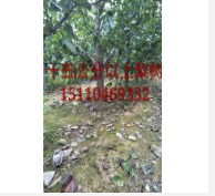 山楂樹基地，山西山楂樹價格，哪里山楂樹便宜