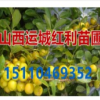 鈣果苗基地=鈣果苗價格=山西運城蘇紅利苗木合作社