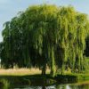 垂柳