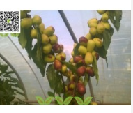 山西中秋酥脆棗苗_直供中秋酥脆棗苗_大果型鮮食品種