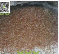 駿棗接穗_純正駿棗接穗_嫁接工程接穗_駿棗工程接穗