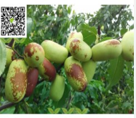 占地棗樹苗_占地棗苗_太原占地棗樹苗_榆次占地棗樹