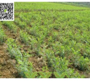 酸棗苗_野生酸棗苗_嫁接砧木棗苗_酸棗砧木_直播建園酸棗苗