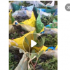 低價供應園林批發各種綠化苗木亮葉朱蕉寵物園藝盆景瘋狂促銷爆款