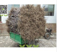 良種駿棗苗_山西駿棗苗_直供新疆駿棗苗_矮化駿棗苗