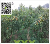 矮化棗樹苗_密植棗樹苗_棗樹苗效益_密植棗樹苗